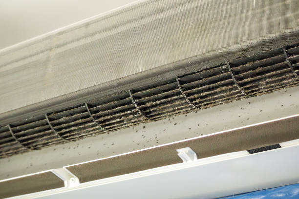 Best Air Duct Mold Removal  in Chicago, IL